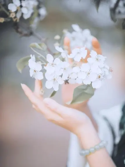 دسته ای گل سفید در دستانی نازک و ظریف مناسب پس زمینه