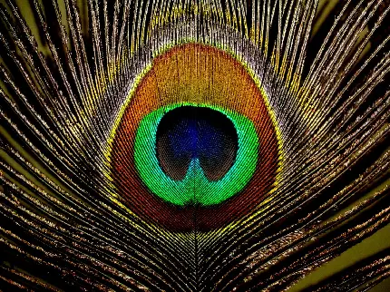 خفن ترین عکس پروفایل پر طاووس شبیه طرح چشم فوق العاده زیبا