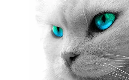 عکس زمینه گربه سفید ناز بامزه 4K با چشمهای دیدنی
