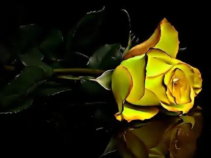 دانلود والپیپر گل رز زرد با کیفیت بالا برای ویندوز 11