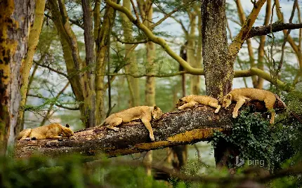 والپیپر جدید از صحنه جالب خوابیدن شیرها روی درخت جنگل 