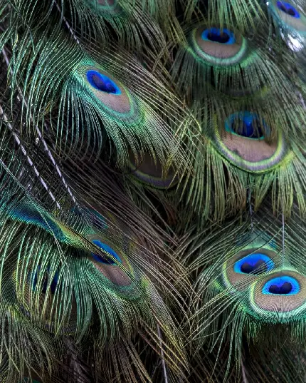 عکس پر جزئیات پر طاووس با کیفیت HD برای پروفایل تلگرام 