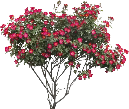 تصویر PNG فوق العاده زیبا از درخت با گل های صورتی 