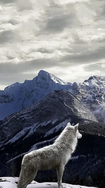 عکس پروفایل باشکوه از گرگ سفید بر بلندی کوه