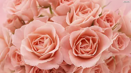 عکس ایده آل از گل های رز هلویی برای زمینه ویندوز 11