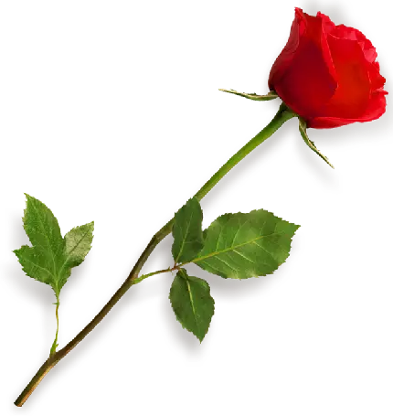 تصویر شاخه گل رز قرمز با نماد عشق بدون پس زمینه