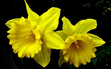 دانلود پس زمینە جادویی و محبوب از 2 گل نرگس یکپارچە زرد رنگ