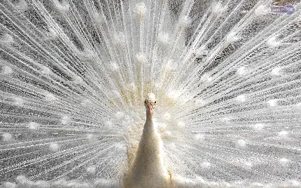 دانلود بک گراندی باکیفیت اچ دی و مرواریدی از پرهای ناز طاووس سفید
