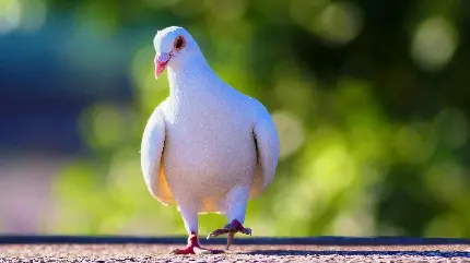 عکسی عجیب از کبوتر سفید یک لنگه نشسته بر روی زمین