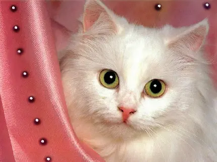 عکس پروفایل گربه سفید ملوس و دوست داشتنی