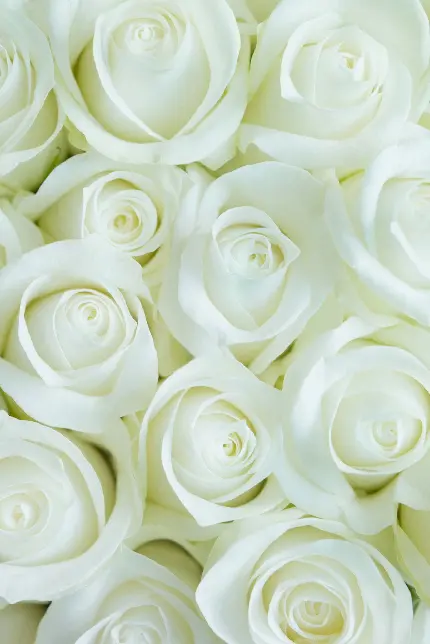 زیباترین پوستر چیدە شدە از گل رز سفید باکیفیت اچ دی