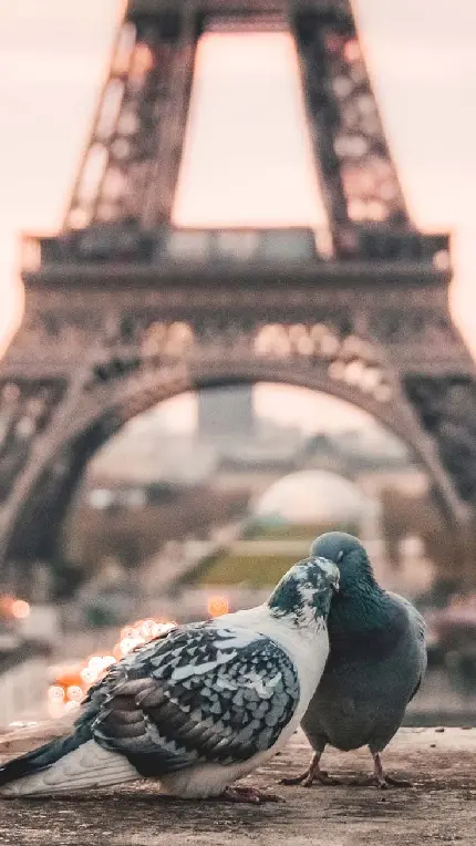پوستر عشقولانە زیبا از دو کبوتر در مقابل برج ایفیل پاریس