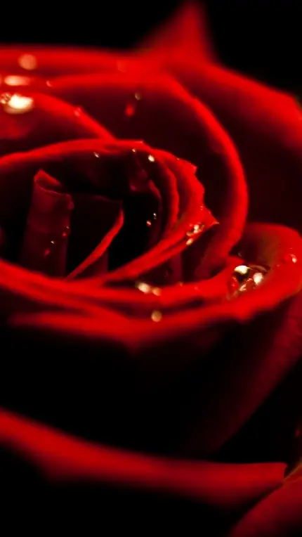 بک گراند دلبر و چشم نواز از گل رز به رنگ قرمز غلیظ با کیفیت HD