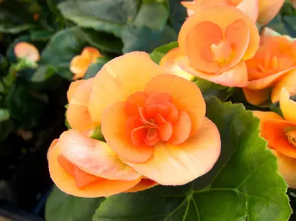 تصویر زمینە محبوب از گل بگونیا هلویی رنگ مناسب برای ویندوز