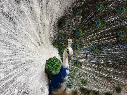 تصویر زمینه‌‌ای از پرهای دو قسمتی، سیاه و سفید و متضاد طاووس