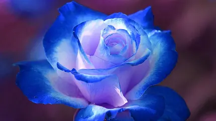 عکس پروفایل شگفت انگیز از گل رز خوشگل با رنگ آبی