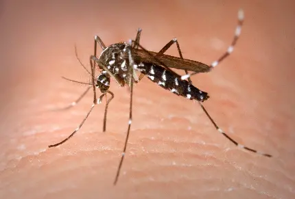 دانلود عکس استوک خطرناکترین نوع حشره، پشه مالاریا