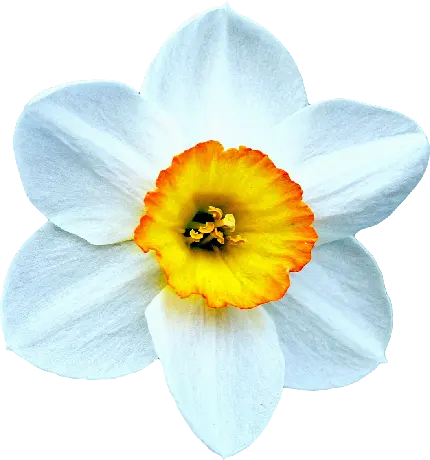 عکس انیمە چشم نواز از گل نرگس شش گلبرگ سە رنگ سفید نارنجی زرد
