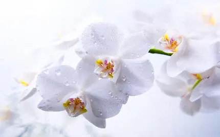 زیباترین تصویر زمینه گل ارکیده سفید لطیف و باطراوت مناسب دسکتاپ