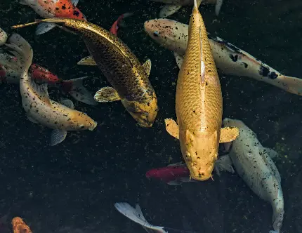 عکس ماهی کوی خوشرنگ از نژاد کپور آمور با کیفیت فوق العاده