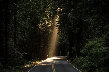 بک گراند کامپیوتر با طرح روزنه زیبای نور در جاده جنگلی