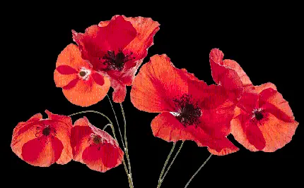 دانلود عکس png و باکیفیت از گل شقایق قرمز رنگ وحشی