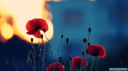 تصویر زمینه گل زیبای شقایق در غروب با کیفیت 8K