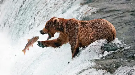 شکار ماهی توسط خرس قهوه‌ای در دریاچه در یک نمای هنری 