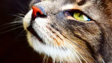 تصویر بسیار با کیفیت از گربه با چشمان سبز و بینی قرمز جالب