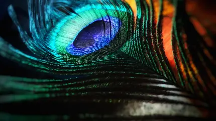 تصویر تماشایی پر طاووس برای والپیپر ویندوز ۱۱