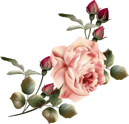 نقلشی دیجیتالی پرطرفدار با طرح گل رز به رنگ صورتی خوشرنگ 