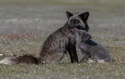 تصویر رمانتیک از مهر مادر و فرزندی روباه نقره ایی در کوهستان