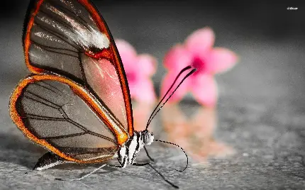 زیباترین زمینه پروانه دلنشین با زمینه گل صورتی برای ویندوز 11 و 12