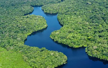 تصویر زمینه زیبا از رودخانه آمازون در دل جنگل سبز و بزرگ 