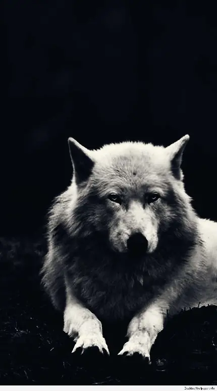 نمای خاص و چشمگیر از گرگ سفید با زمینه مشکی 