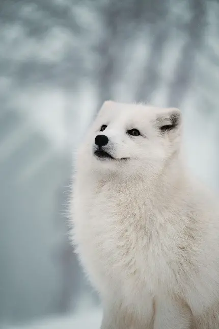 تصویر زمینه HD از روباه سفید قطبی در سرما