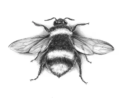 طراحی دقیق و جالب توجه بدن زنبور عسل برای اجرا با مداد 