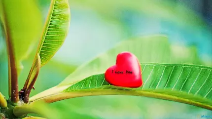 والپیپر قلب قرمز دوستت دارم روی برگ سبز طبیعی با کیفیت بالا