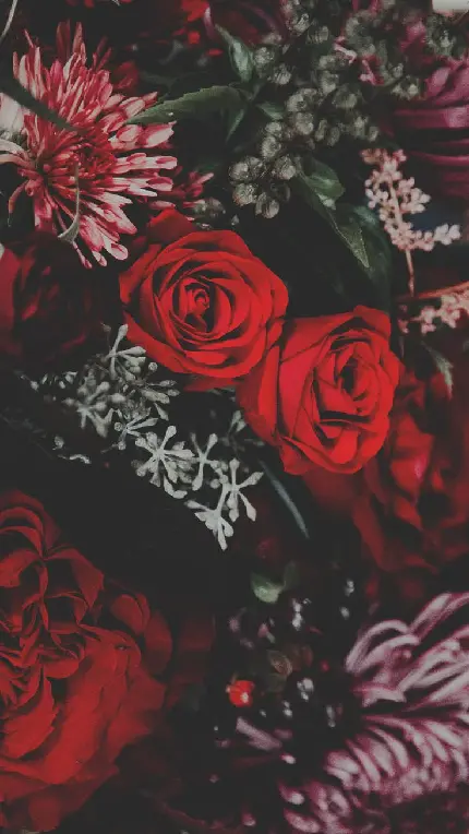 بهترین تصویر زمینه گل رز قرمز برای ویندوز 10 و 11