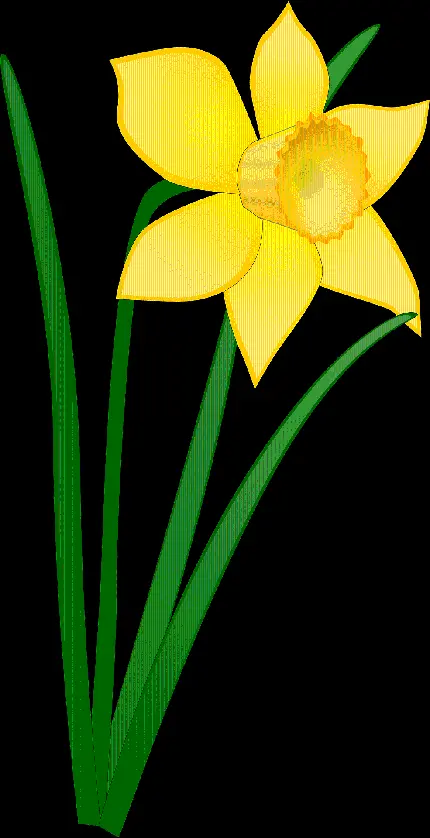 عکس PNG فانتزی از گل نرگس زرد رنگ با برگ‌های سبز رنگ