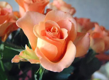 دانلود والپیپر شاهکار از گل رز زیبا به رنگ هلویی 2022