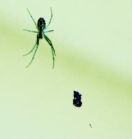 پوستر پشه اسیر شده در تار عنکبوت سبز رنگ شکارچی