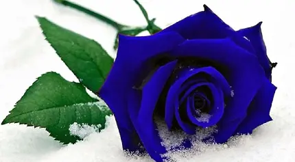 بهترین زمینه موبایل با طرح گل رز آبی با کیفیت ویژه 4k