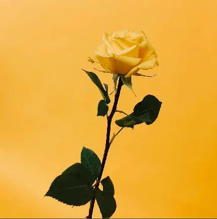 بک گراند خوشگل و زرد رنگ از گل رز برای سامسونگ و شیائومی