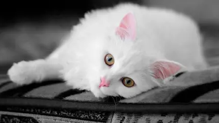 عکس گربه سفید با گوش های صورتی و فانتری برای پروفایل دخترونه