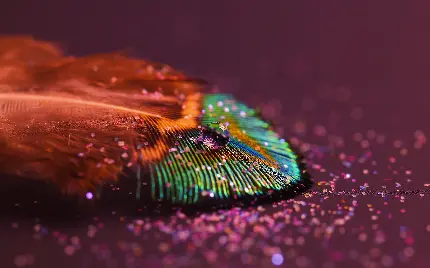 تصویر استوک با کیفیت پر طاووس برای زمینه ویندوز ۱۱