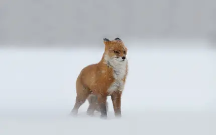 تصویر روباه وحشی در هوای برفی و کولاک شدید