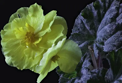 عکسی از گل بگونیا زرد رنگ پژمردە با برگ‌های کرکی