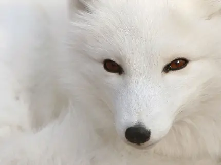 دانلود پس زمینە دوست داشتنی از روباه سفید خوشگل باکیفیت فول مناسب اینستاگرام