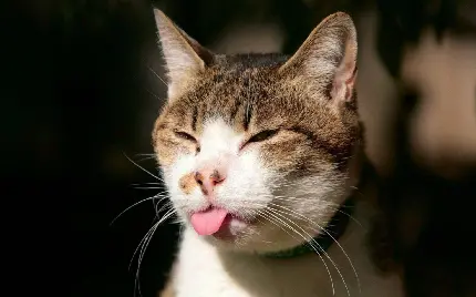 دانلود تصویر بامزه از گربه در حال زبان درآوردن برای پروفایل 